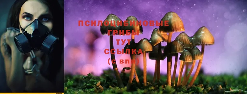 Галлюциногенные грибы Cubensis  kraken как зайти  Дубна 